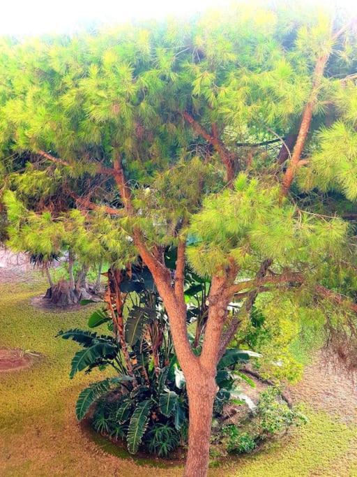 מארבלה Precioso Estudio Con Piscina A 200M Del Mar מראה חיצוני תמונה